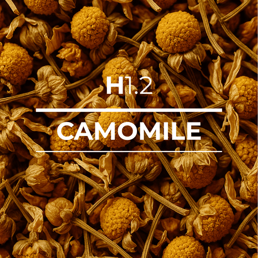 H 1.2 Camomile